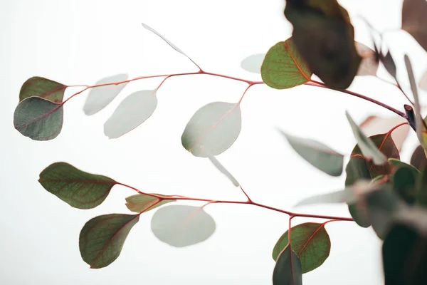 Закрытие ветвей эвкалипта, изолированных на белом — стоковое фото