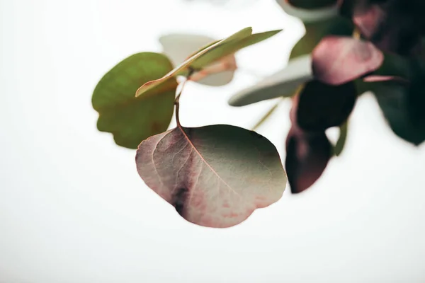 Close up de ramos de eucalipto verde isolado em branco — Fotografia de Stock