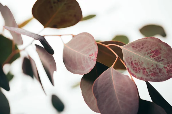 Primo piano di foglie di eucalipto verde isolate su bianco — Foto stock