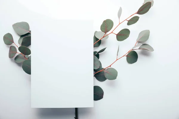 Верхний вид эвкалиптовых ветвей с пустой страницей на белом — стоковое фото
