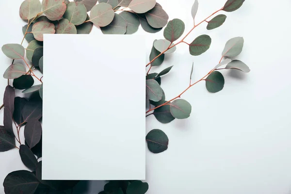 Top view of eucalyptus branches with empty page on white — Stock Photo
