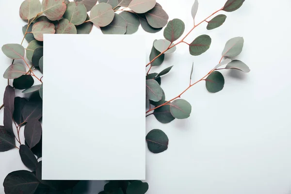 Vue du haut des branches d'eucalyptus avec page vide sur blanc — Photo de stock