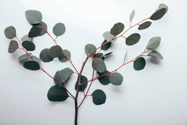 Vue de dessus des branches vertes d'eucalyptus sur blanc — Photo de stock