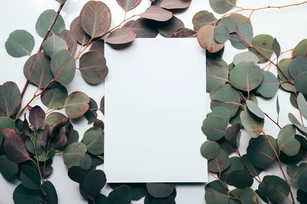 Вид зверху листя евкаліпта з порожньою сторінкою на білому — стокове фото