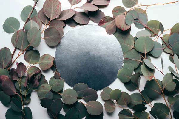 Vue de dessus des branches d'eucalyptus avec cadre rond noir sur blanc — Photo de stock