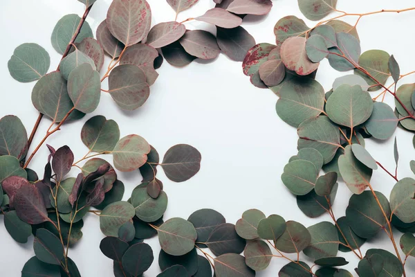 Chama com folhas verdes de eucalipto sobre branco — Fotografia de Stock