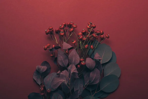 Vue de dessus des feuilles et des baies d'eucalyptus sur rouge — Photo de stock