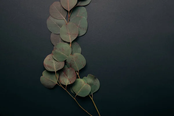 Draufsicht auf grüne Eukalyptuszweige mit Blättern auf schwarz — Stockfoto