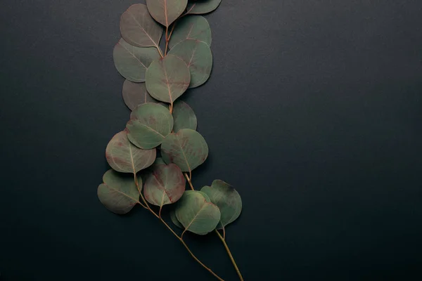 Top view of green eucalyptus branches with leaves on black — Stock Photo