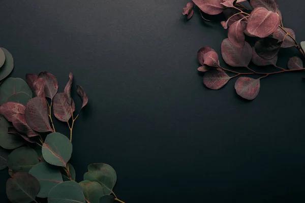 Vue de dessus des feuilles d'eucalyptus sur noir avec espace de copie — Photo de stock