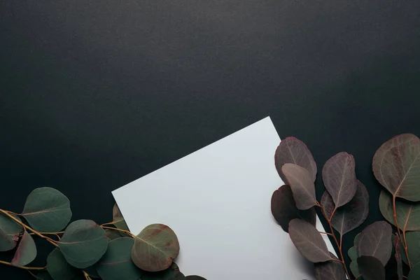 Vista superior de hojas de eucalipto con papel vacío sobre negro - foto de stock