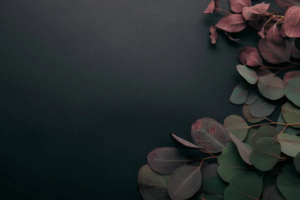 Top view of eucalyptus leaves on black with copy space — Stock Photo