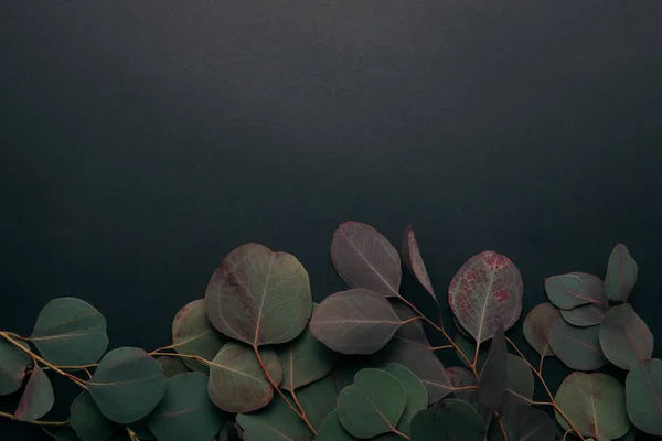 Top view of eucalyptus branches on black with copy space — Stock Photo