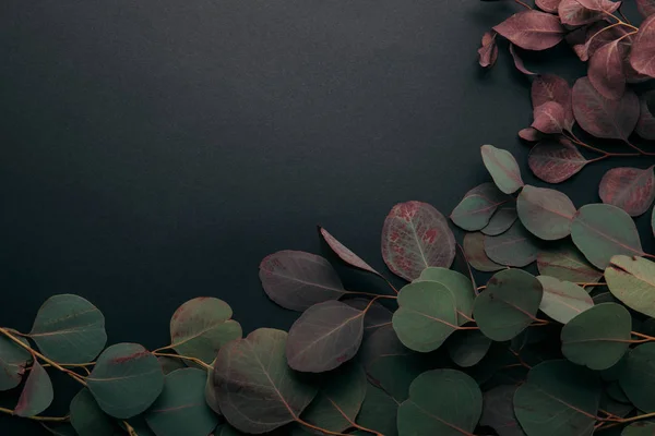 Top view of green eucalyptus branches on black with copy space — Stock Photo