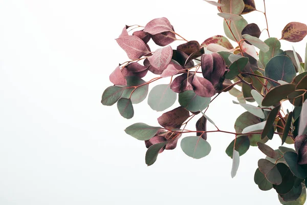 Крупным планом из зеленых листьев эвкалипта, изолированных на белом — стоковое фото