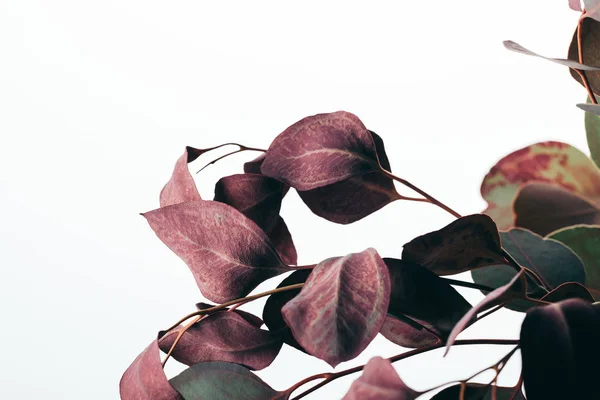 Gros plan des branches sèches d'eucalyptus isolées sur du blanc — Photo de stock