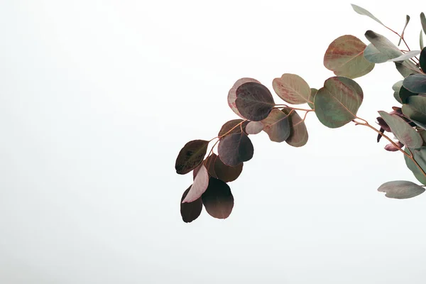 Branches d'eucalyptus vert décoratives isolées sur blanc — Photo de stock