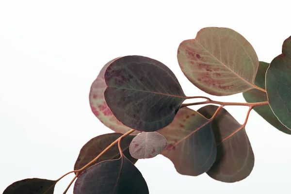 Rama de eucalipto con hojas aisladas en blanco - foto de stock