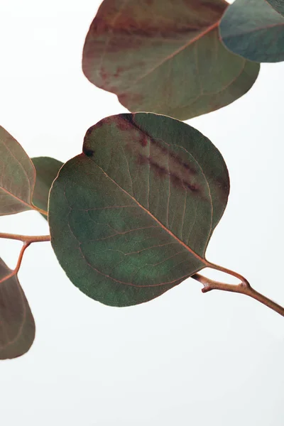Nahaufnahme von Eukalyptuszweigen mit grünen Blättern, isoliert auf weiß — Stockfoto
