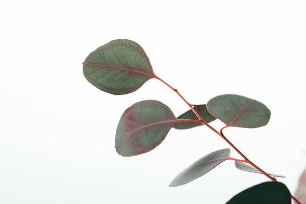 Primer plano de la rama de eucalipto con hojas verdes aisladas en blanco - foto de stock