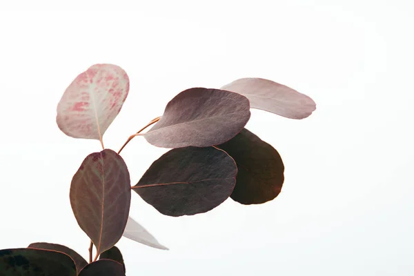 Eucalyptus branch with dark leaves isolated on white — Stock Photo