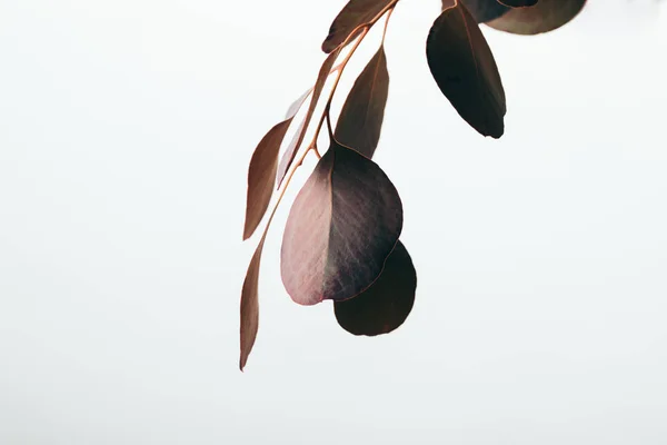 Close up of eucalyptus branch with dark leaves isolated on white — Stock Photo
