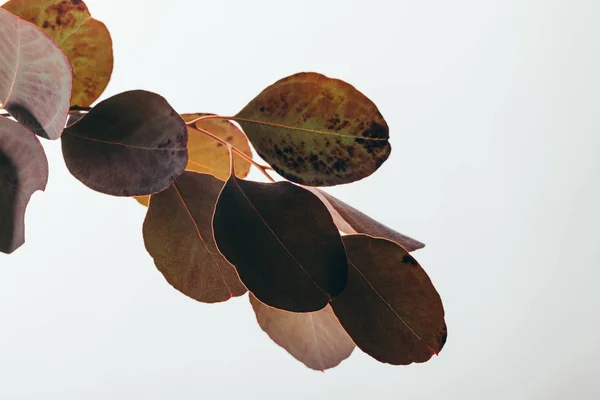 Close up of dark eucalyptus branch isolated on white — Stock Photo