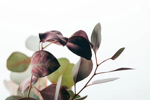 Primer plano de ramas decorativas de eucalipto aisladas en blanco - foto de stock