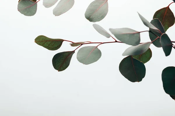 Gros plan des feuilles vertes d'eucalyptus isolées sur blanc — Photo de stock