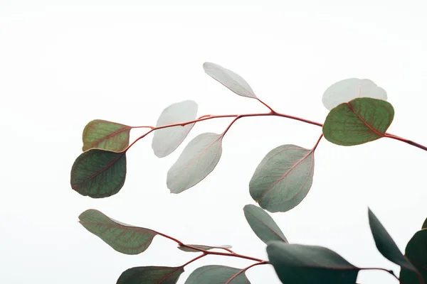 Nahaufnahme grüner Eukalyptuszweige isoliert auf weißem Grund — Stockfoto