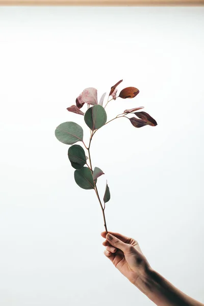 Cropped view of woman holding eucalyptus branch isolated on white — Stock Photo