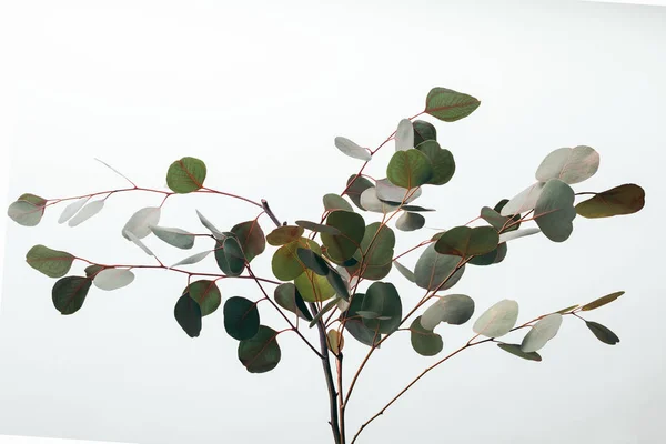 Branches d'eucalyptus vert décoratives isolées sur blanc — Photo de stock