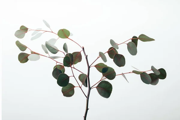 Grüne Eukalyptuszweige mit isolierten Blättern auf weißem Grund — Stockfoto