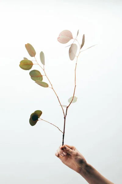 Vista recortada de la mujer sosteniendo eucalipto aislado en blanco - foto de stock