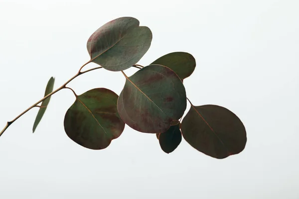 Grüne dekorative Eukalyptuspflanze isoliert auf weiß — Stockfoto