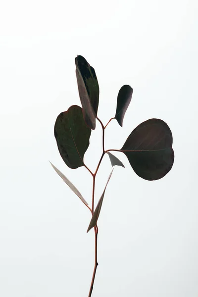 Hojas de eucalipto decorativas verdes aisladas en blanco - foto de stock