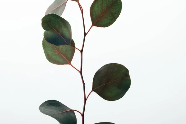 Nahaufnahme von grünen dekorativen Eukalyptuszweigen isoliert auf weiß — Stockfoto