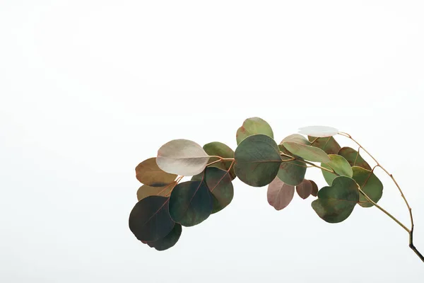 Closeup of green eucalyptus plant isolated on white — Stock Photo