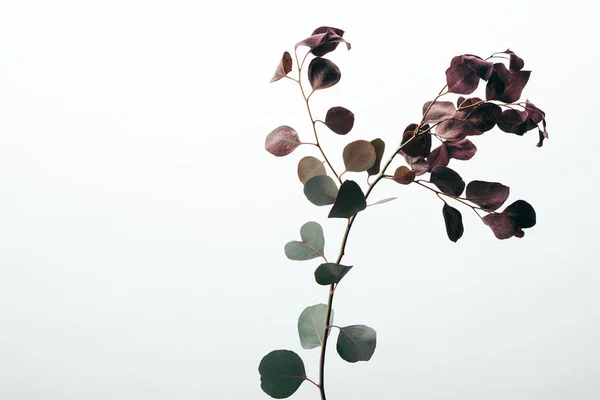 Close up de planta de eucalipto verde isolado em branco — Stock Photo