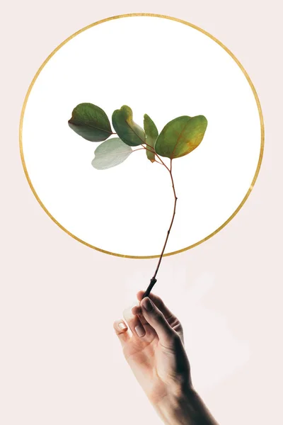 Vista ritagliata di donna che tiene ramo di eucalipto isolato su beige con cerchio bianco — Foto stock