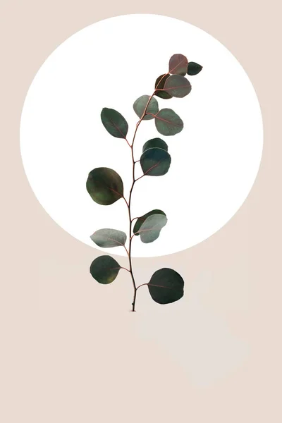 Цветочный геометрический дизайн с эвкалиптовыми листьями, изолированными на бежевом — стоковое фото