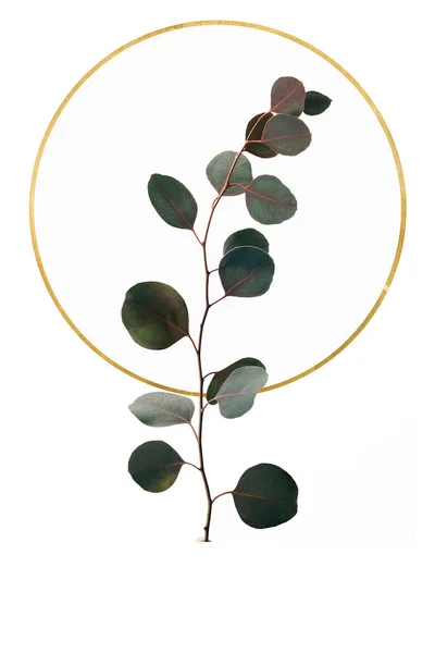 Floral design with eucalyptus and golden circle isolated on white — Stock Photo