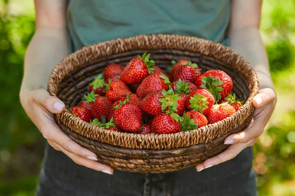 Vista recortada de la mujer sosteniendo cuenco de mimbre con fresas — Stock Photo