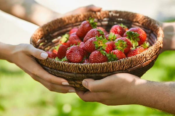 Vista recortada de pareja sosteniendo cesta de mimbre con fresas dulces - foto de stock