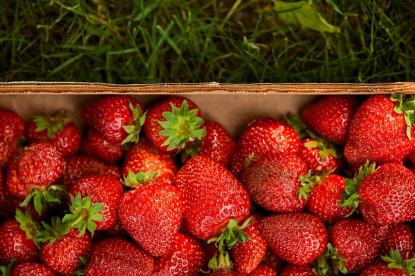 Vue du dessus des fraises fraîches dans une boîte en bois sur herbe verte — Photo de stock