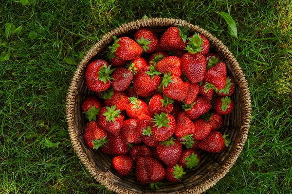 Vista dall'alto di fragole rosse in cesto di vimini su erba verde — Foto stock