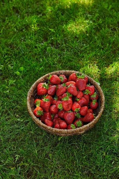 Sweet red strawberries in wicker bowl on green grass — Stock Photo