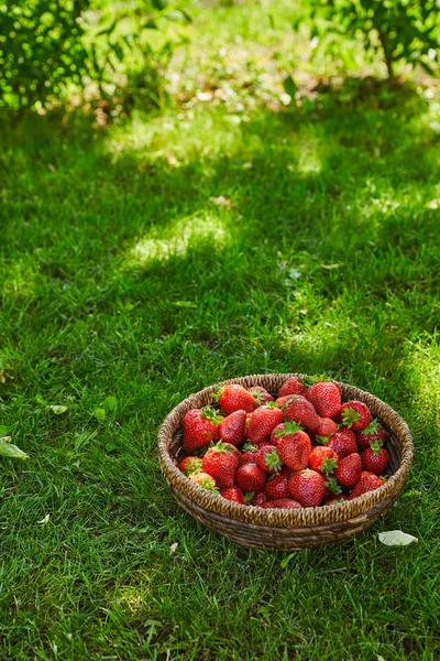 Fresh strawberries in wicker bowl on green grass in garden — Stock Photo