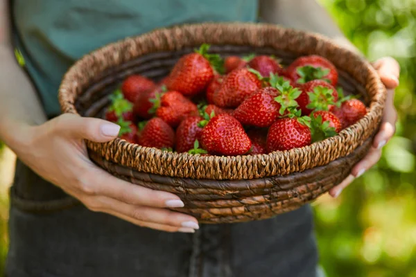 Cropped view of woman holding wicker bowl with red strawberries — Stock Photo