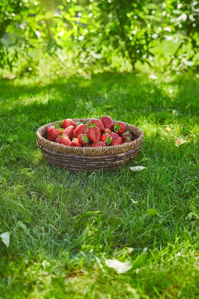 Organic strawberries in wicker bowl on green grass in garden — Stock Photo